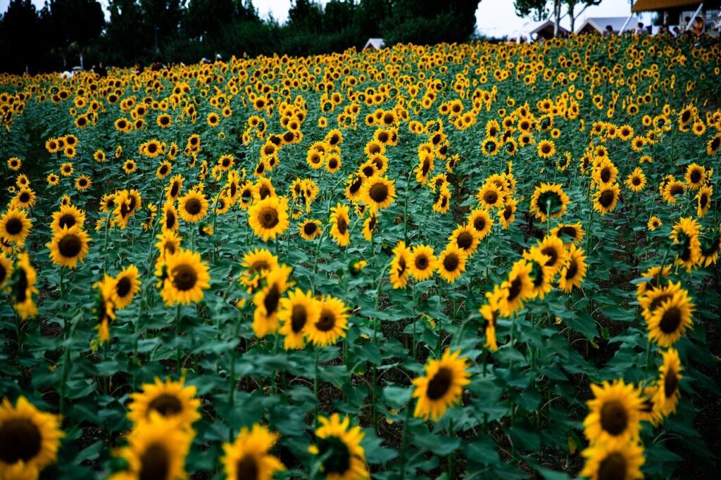 sunflower, yellow, flora, beautiful flowers, nature, landscape, flower, flower wallpaper, autumn, fall, flower background, honey, honeybee, pollen