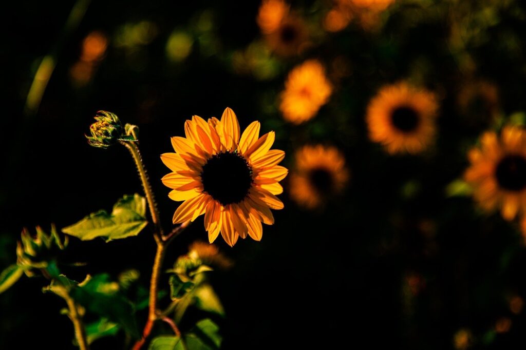 autumn, flower background, august, plant, flower, beautiful flowers, flora, sunlight, light, shade, sunflower, dark, flower wallpaper, fall, landscape, nature