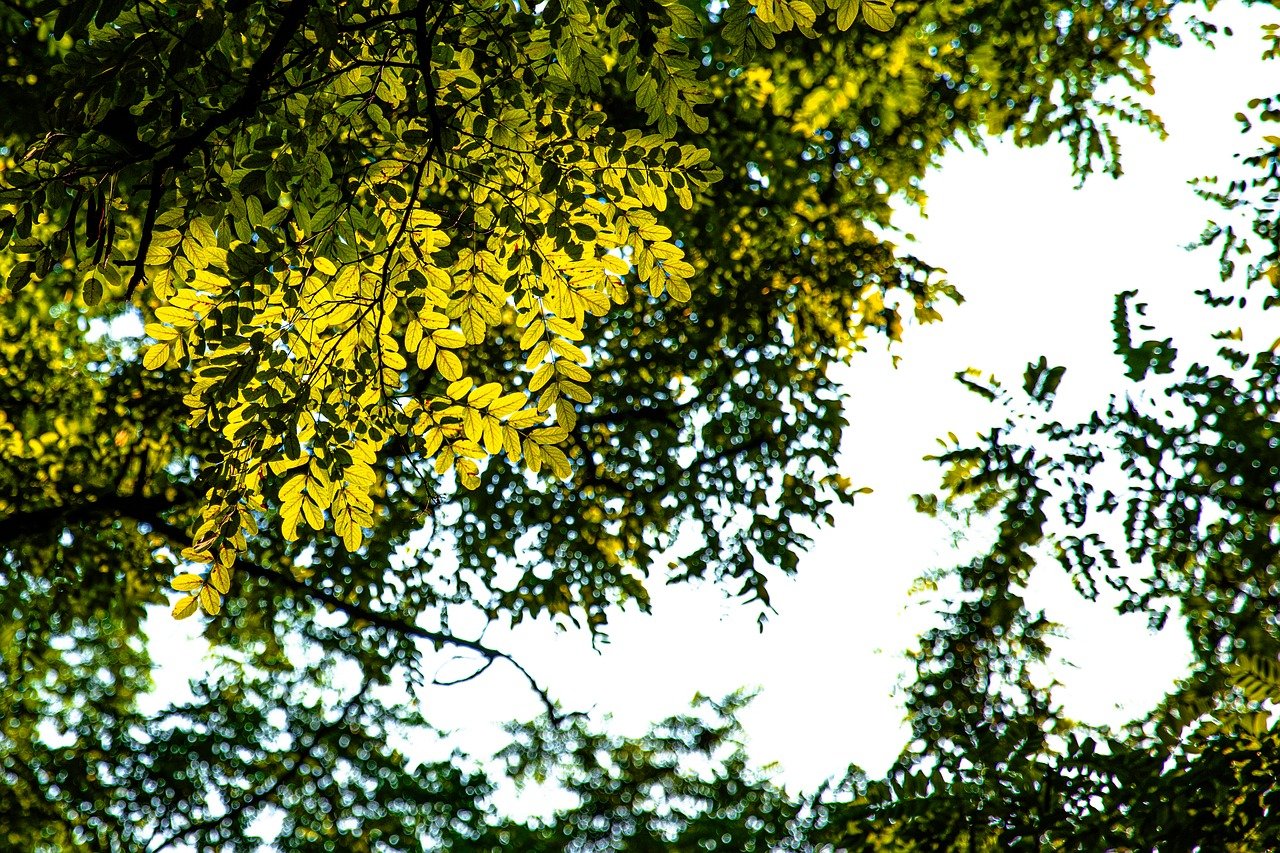 autumn, august, plant, flower, flora, flower background, sunlight, light, shade, sunflower, dark, fall, landscape, beautiful flowers, nature, tree, flower wallpaper, leaf, forest