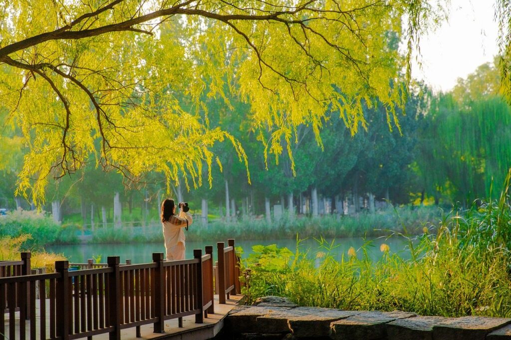 autumn, august, plant, flower, flora, sunlight, light, shade, sunflower, flower background, dark, fall, landscape, nature, tree, beautiful flowers, flower wallpaper, leaf, forest, afternoon, china