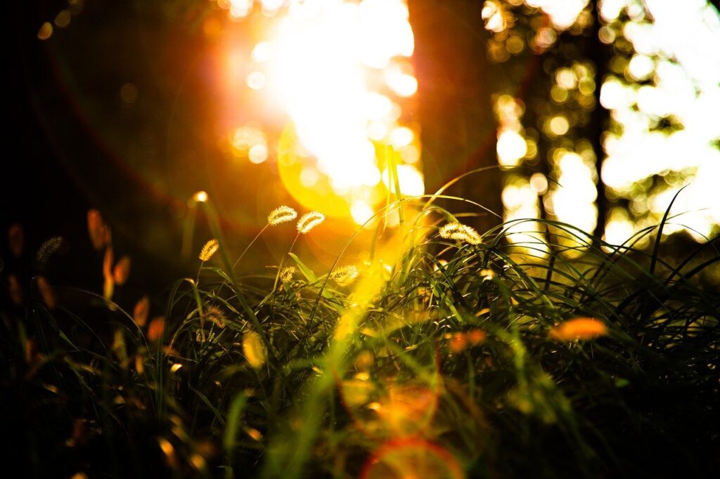 autumn, august, plant, beautiful flowers, flower, flora, sunlight, light, shade, sunflower, flower wallpaper, dark, fall, landscape, nature, tree, leaf, forest, flower background, sunset