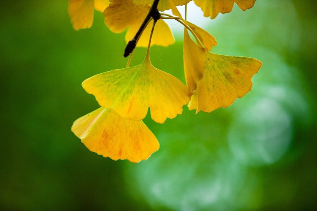 autumn, beautiful flowers, august, plant, flower, flora, sunlight, light, shade, sunflower, dark, fall, flower wallpaper, landscape, nature, tree, leaf, forest, lake, university, flower background, park