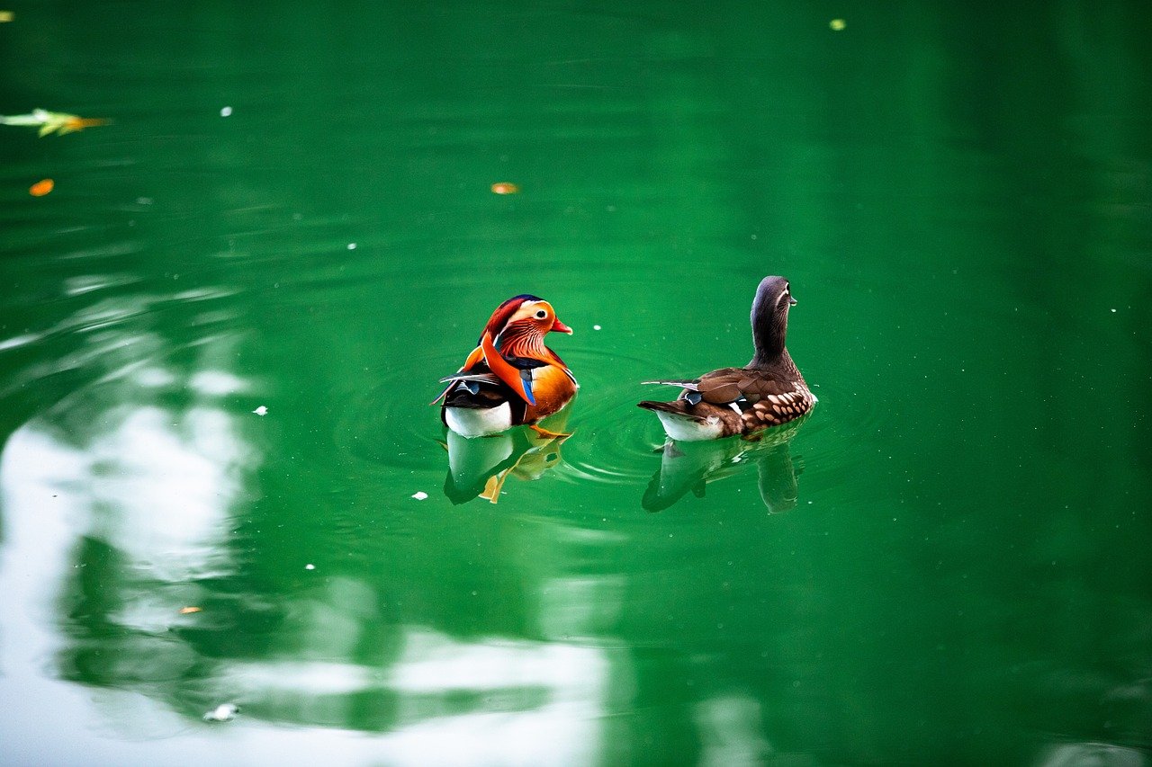 autumn, august, plant, flower, beautiful flowers, flora, sunlight, light, shade, sunflower, dark, fall, flower wallpaper, landscape, nature, tree, leaf, forest, lake, university, flower background, park, animal, ducks, green