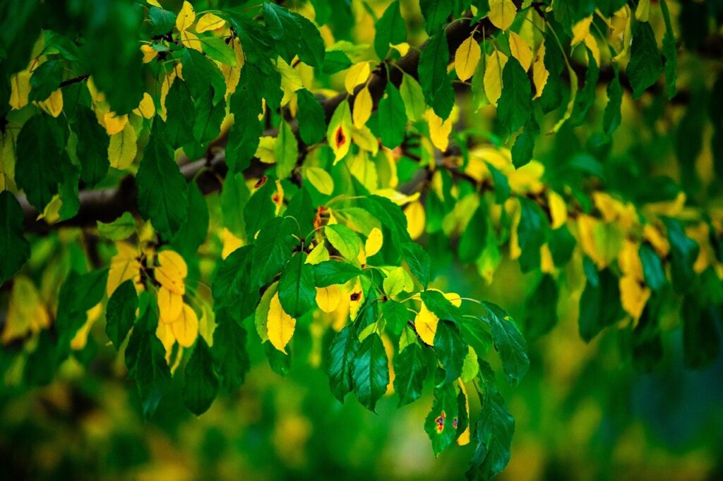 autumn, august, plant, flower, flower background, flora, sunlight, light, shade, sunflower, flower wallpaper, dark, fall, beautiful flowers, landscape, nature, tree, leaf, forest, lake, university, park