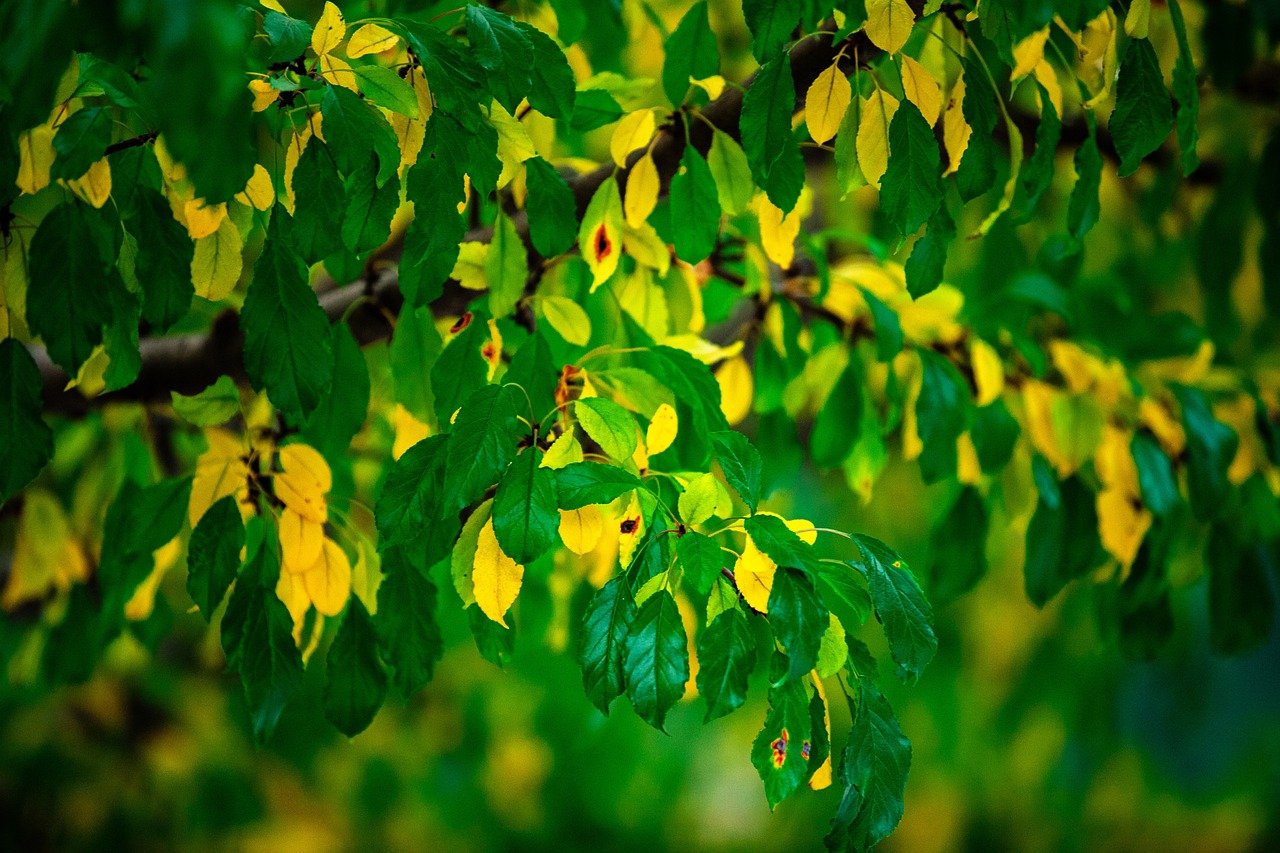autumn, august, plant, flower, flower background, flora, sunlight, light, shade, sunflower, flower wallpaper, dark, fall, beautiful flowers, landscape, nature, tree, leaf, forest, lake, university, park