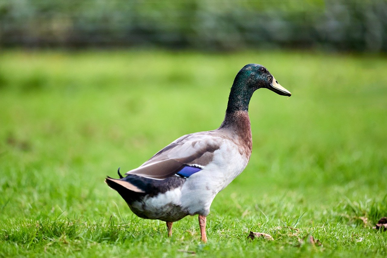duck, wild duck, drake, bird, waterfowl, green head, feathers, wild, nature, animal, outdoor, grass, field, park, standing, peaceful, serene, lively, natural light, colorful, indian runner duck
