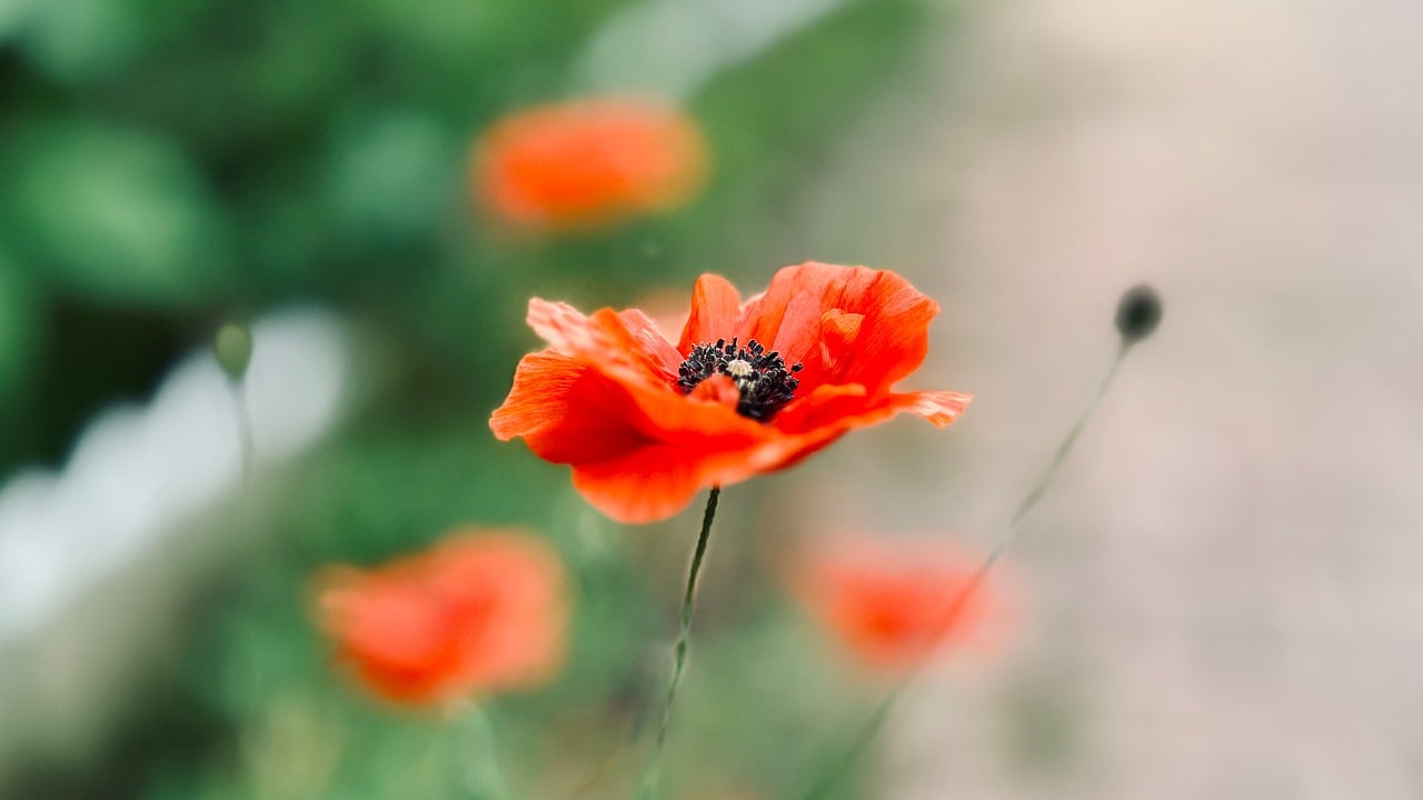poppy, beautiful flowers, natural, hd wallpaper, nature, flowering, floral background, flower background, flower wallpaper, flower, red
