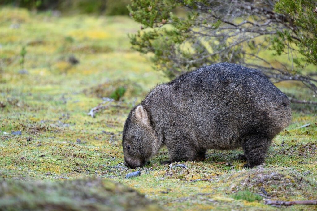 tasmanian bare-nosed wombat, wombat, animal, vombatus ursinus tasmaniensis, common wombat, marsupial, mammal, herbivore, wildlife, wild, fauna, nature, tasmania, australia, australian