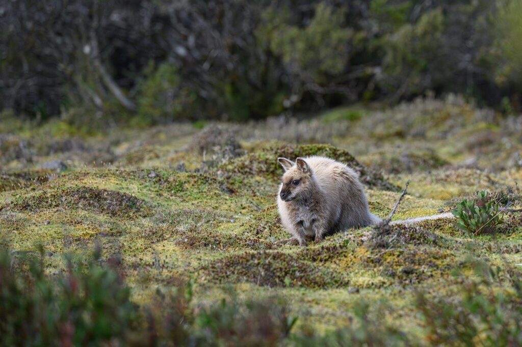 bennetts wallaby, red-necked wallaby, wallaby, macropus rufogriseus, marsupial, mammal, wildlife, wild, nature, animal, fauna, cradle mountain, cradle mountain national park, tasmania, australian, australia