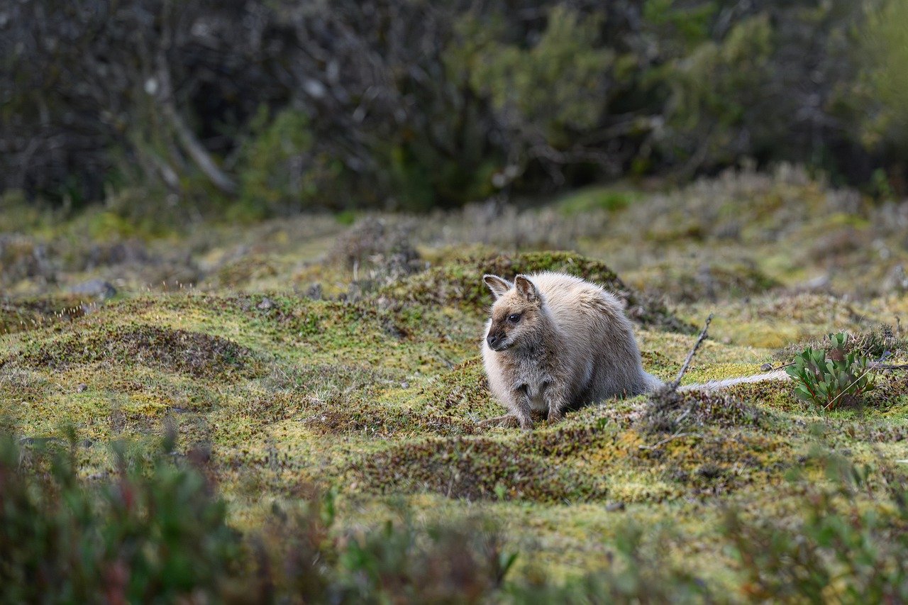 bennetts wallaby, red-necked wallaby, wallaby, macropus rufogriseus, marsupial, mammal, wildlife, wild, nature, animal, fauna, cradle mountain, cradle mountain national park, tasmania, australian, australia