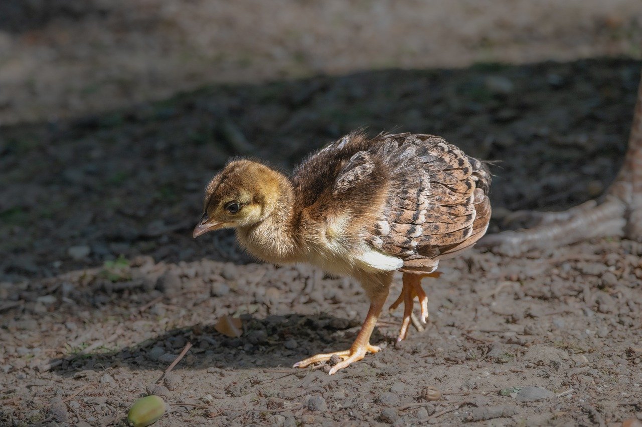 peacock, animal, bird, wildlife, ornithology, bird watching, chick, nature, infant, cute, plumage, dazzling, mother, family, cub, meadow, hen