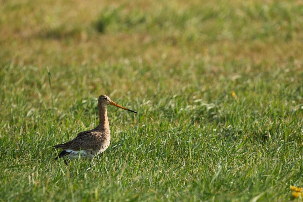 snipe, nature, wildlife, foraging, meadow, sunset