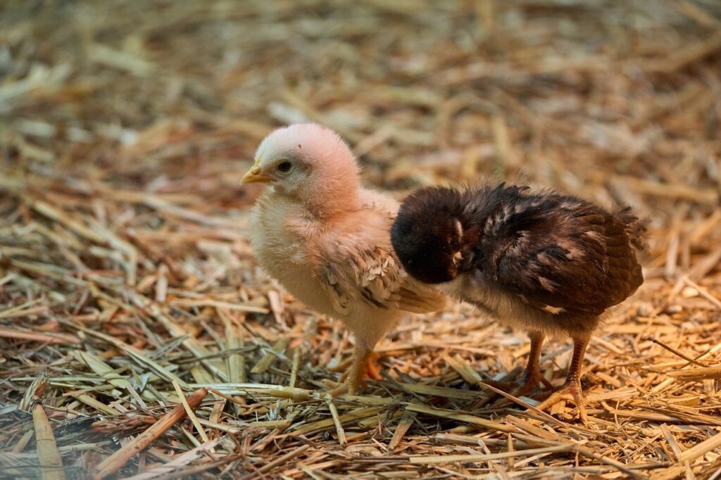 chick, chicken, two, cute, straw, small