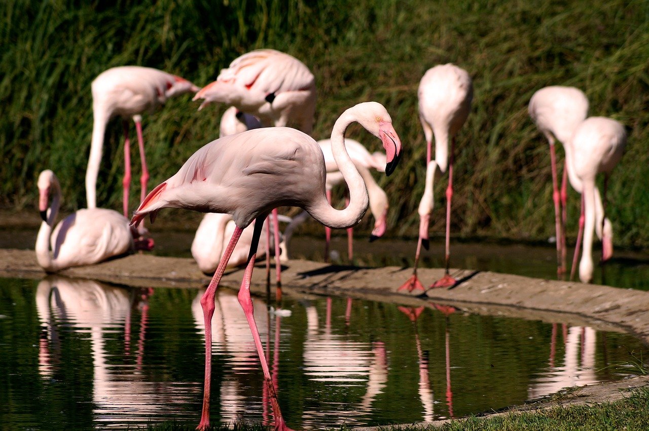 nature, bird, animal, pink, fauna, zoo, water, colour