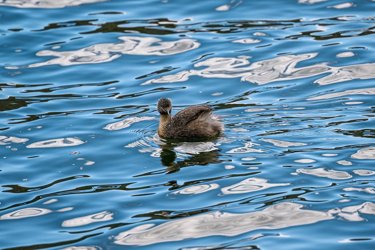 hoary-headed grebe, grebe, poliocephalus poliocephalus, bird, avian, plumage, feathers, breeding plumage, water bird, lake, pond, australian, australia, wildlife, wild, nature