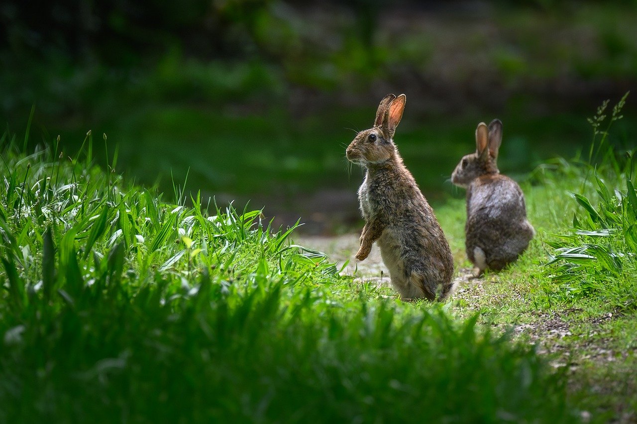rabbit, european rabbit, oryctolagus cuniculus, mammal, animal, long eared, wild rabbit, wild, easter bunny, fur, wild animal, wildlife, nature, forest, animal portrait, big ears, ears