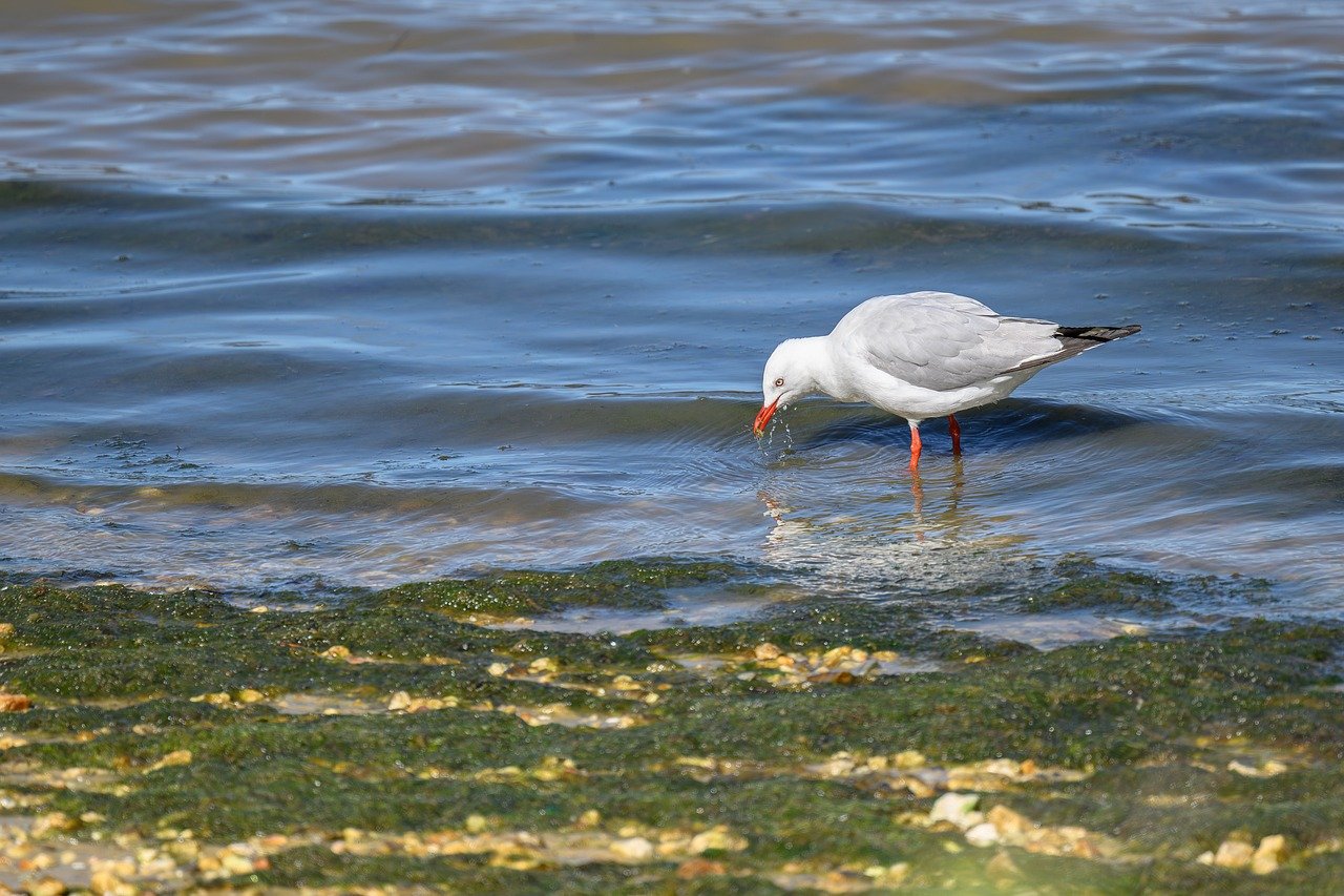 seagull, silver gull, bird, gull, chroicocephalus novaehollandiae, avian, ornithology, shore bird, water, wildlife, wildlife photography, plumage, wings, beak, bill, nature, australian, australia, ocean, sea, seaweed, lichen, beach