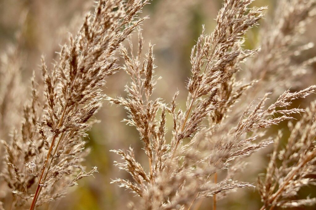 grass, spikes, dry, autumn, colors, autumn colors, golden, shimmer, nature, cracks, rural, natural beauty, landscape, light, vintage, warm, horticulture, grain, field, breaking