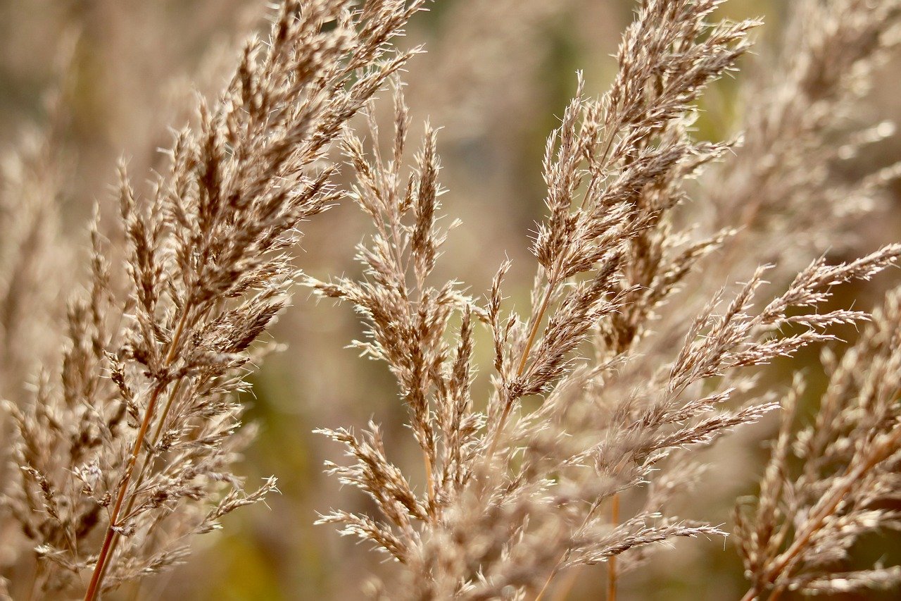 grass, spikes, dry, autumn, colors, autumn colors, golden, shimmer, nature, cracks, rural, natural beauty, landscape, light, vintage, warm, horticulture, grain, field, breaking