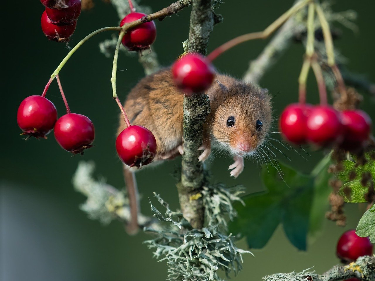 nature, wildlife, mammal, fauna, fur, animals, mouse, rodent, cute, plant, harvest mouse, hawthorn, berry