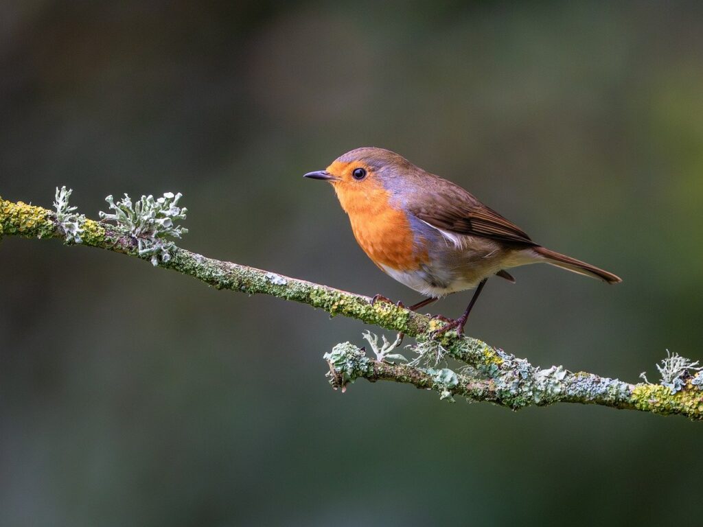 bird, nature, wildlife, plumage, ornithology, avian, birdwatching, robin, feathers, perched, branch