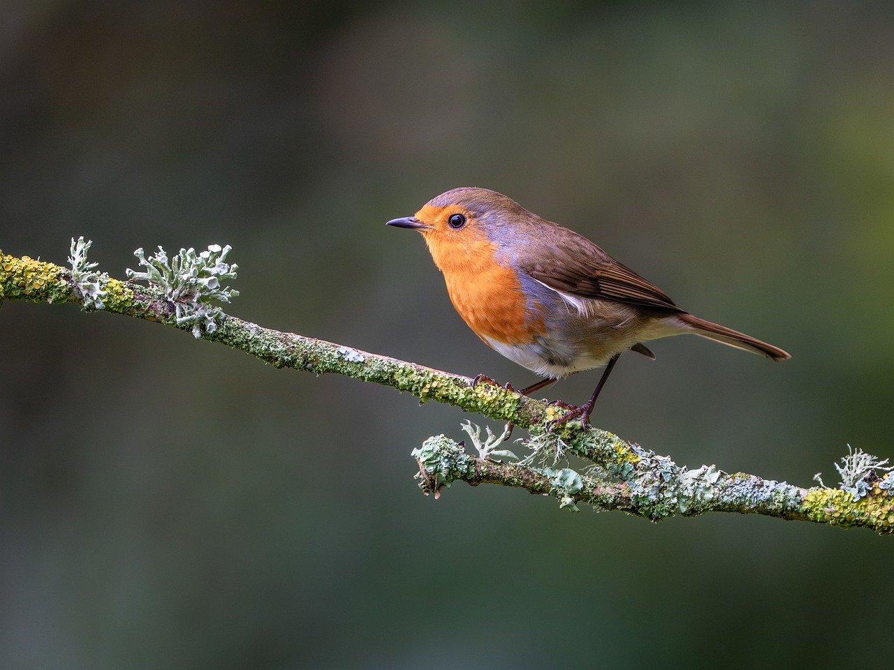 bird, nature, wildlife, plumage, ornithology, avian, birdwatching, robin, feathers, perched, branch