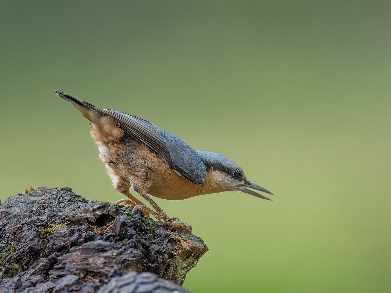 bird, nature, wildlife, plumage, ornithology, avian, birdwatching, feathers, perched, branch, uk, nuthatch