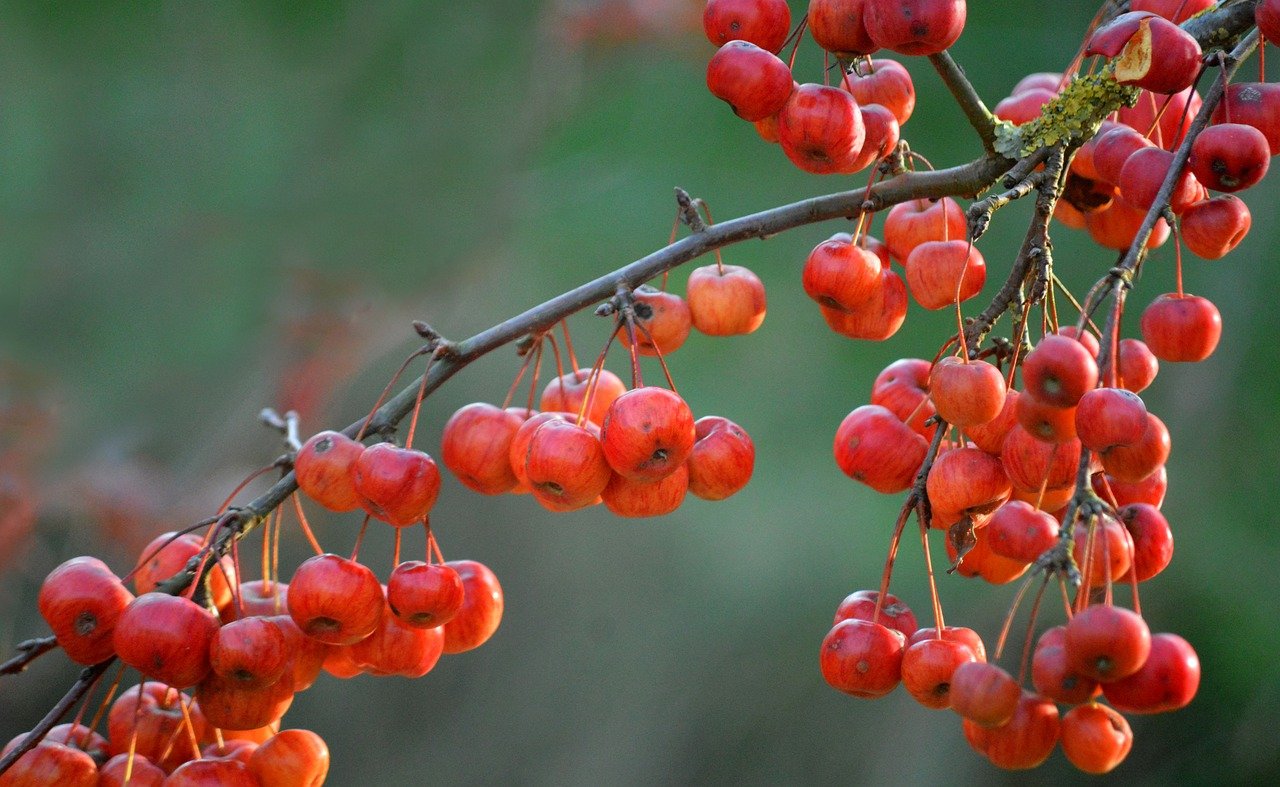 wild apple, red, apples, fruit, small, ornamental tree, crabapple tree, ornamental fruit, ornamental apples, fall, garden, cultivated apple, fresh, branch, ornamental plants dwarf, red fruits, morning mood, hd wallpaper, hd background, season, nature, branches, ornamental shrub, nature wallpaper