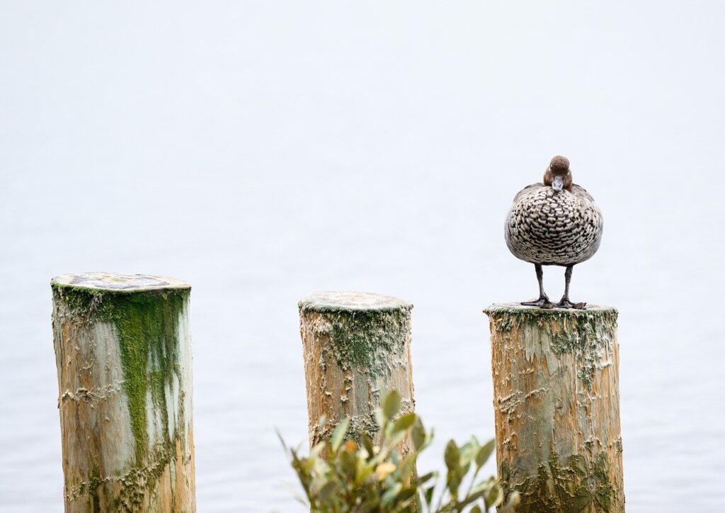 australian wood duck, duck, bird, chenonetta jubata, maned duck, waterfowl, water bird, aquatic bird, animal, wings, plumage, feathers, avian, nature, male duck, perched, river, australia, australian