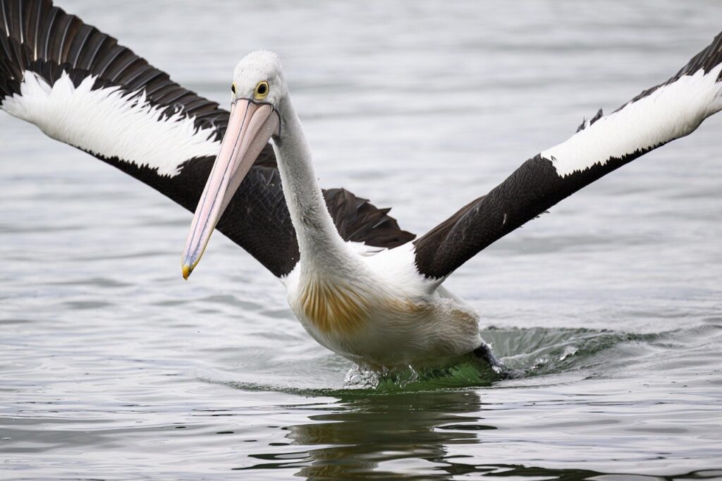 australian pelican, pelican, bird, waterbird, wildlife, wild, nature, lake, water, river, bill, flight, flying, take-off, take off, wings, australian, australia