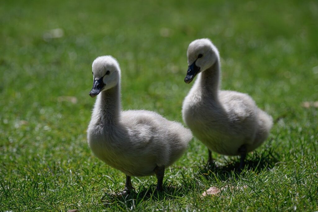 cygnet, chick, black swan, bird, cygnus atratus, avian, animal, wildlife, plumage, nature, feathers, ornithology, bill, juvenile, baby, young, fluffy, australian, australia