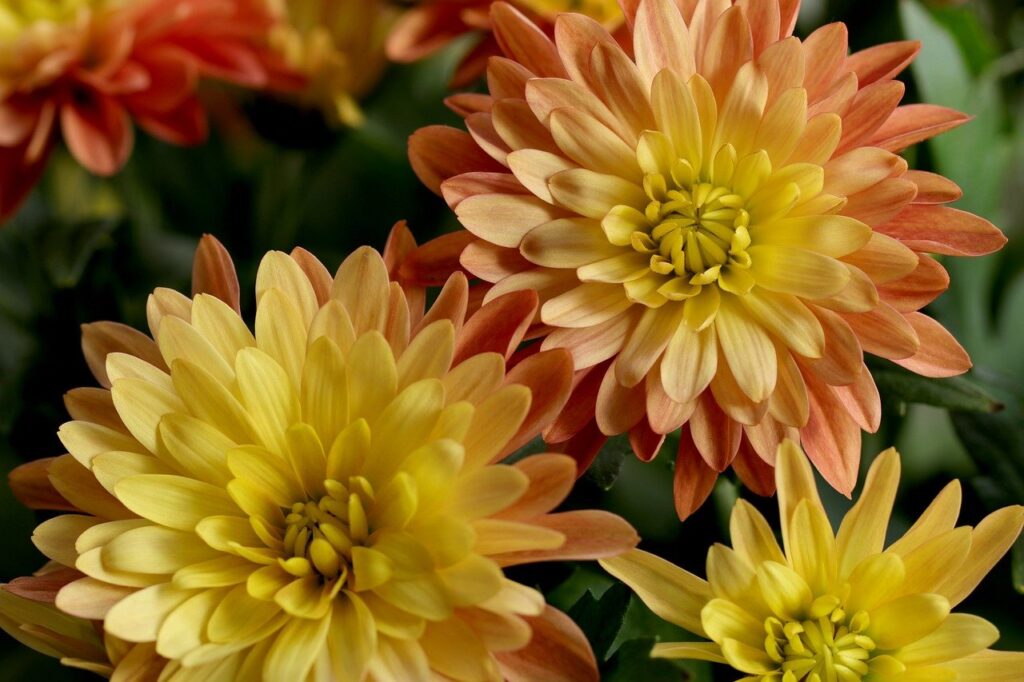 flowers, chrysanthemums, plants, flower background, chrysanthemum, cut flowers, garden plants, bedding plants, balcony plants, potted plants, flower wallpaper, beautiful flowers, nature, flora