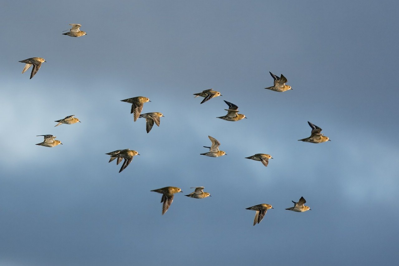 nature, wildlife, plumage, ornithology, avian, feathers, birdwatching, flight, flying, islay, scotland, birds, plover, golden plover