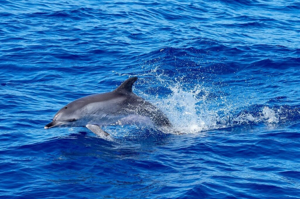 dolphin, leap, sea, rivers, nature, ocean, waves
