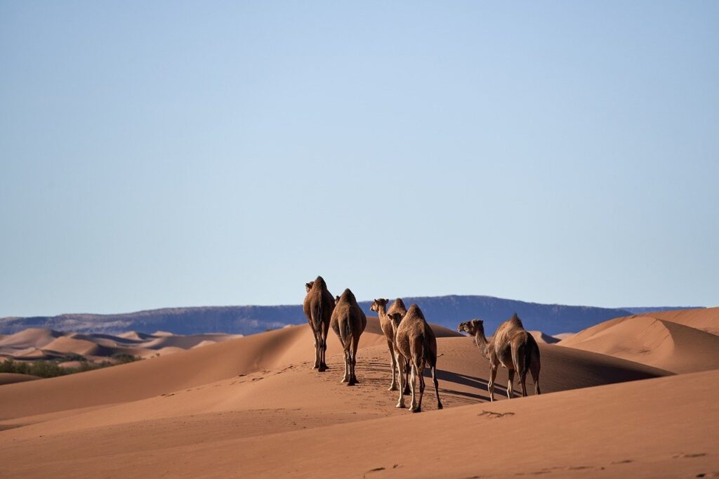 camels, desert, nature, sand, landscape, sahara, dune, morocco