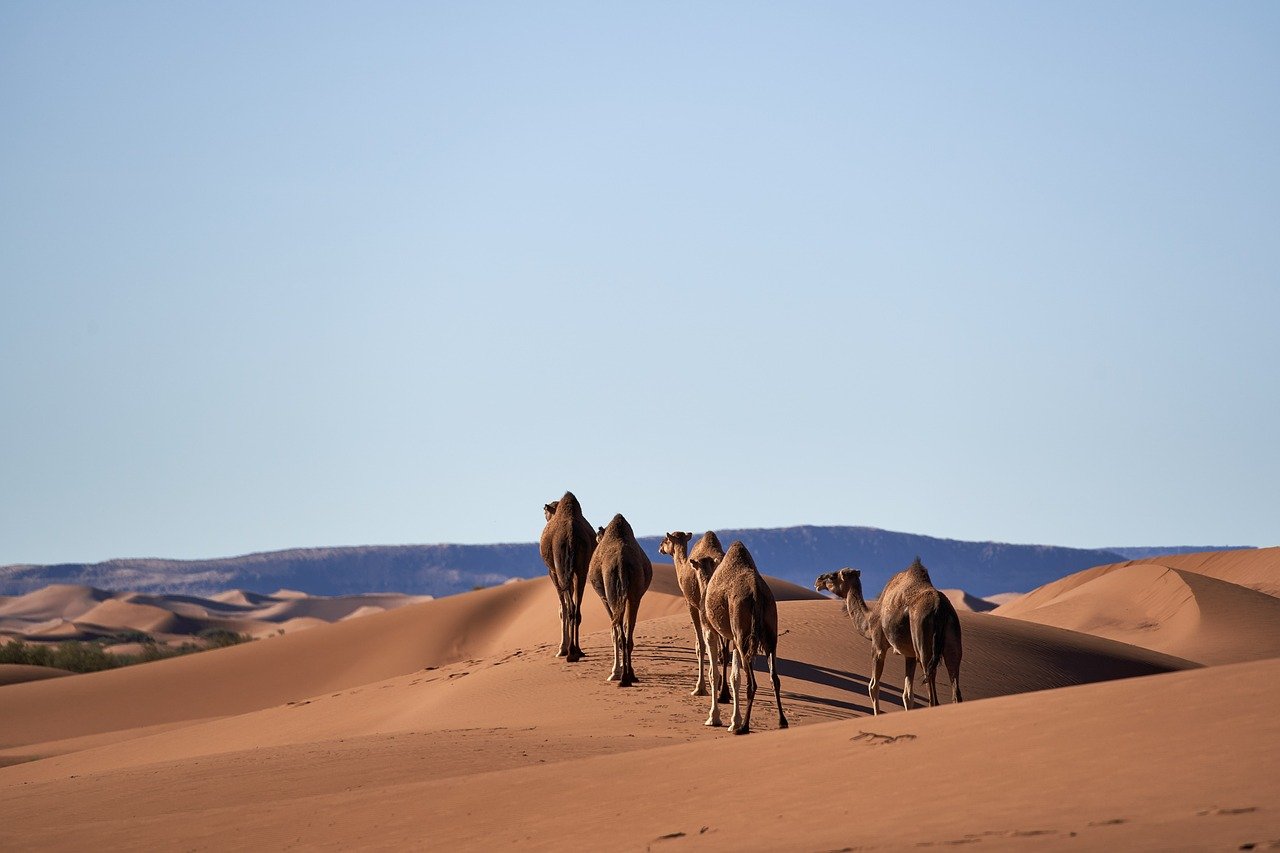 camels, desert, nature, sand, landscape, sahara, dune, morocco