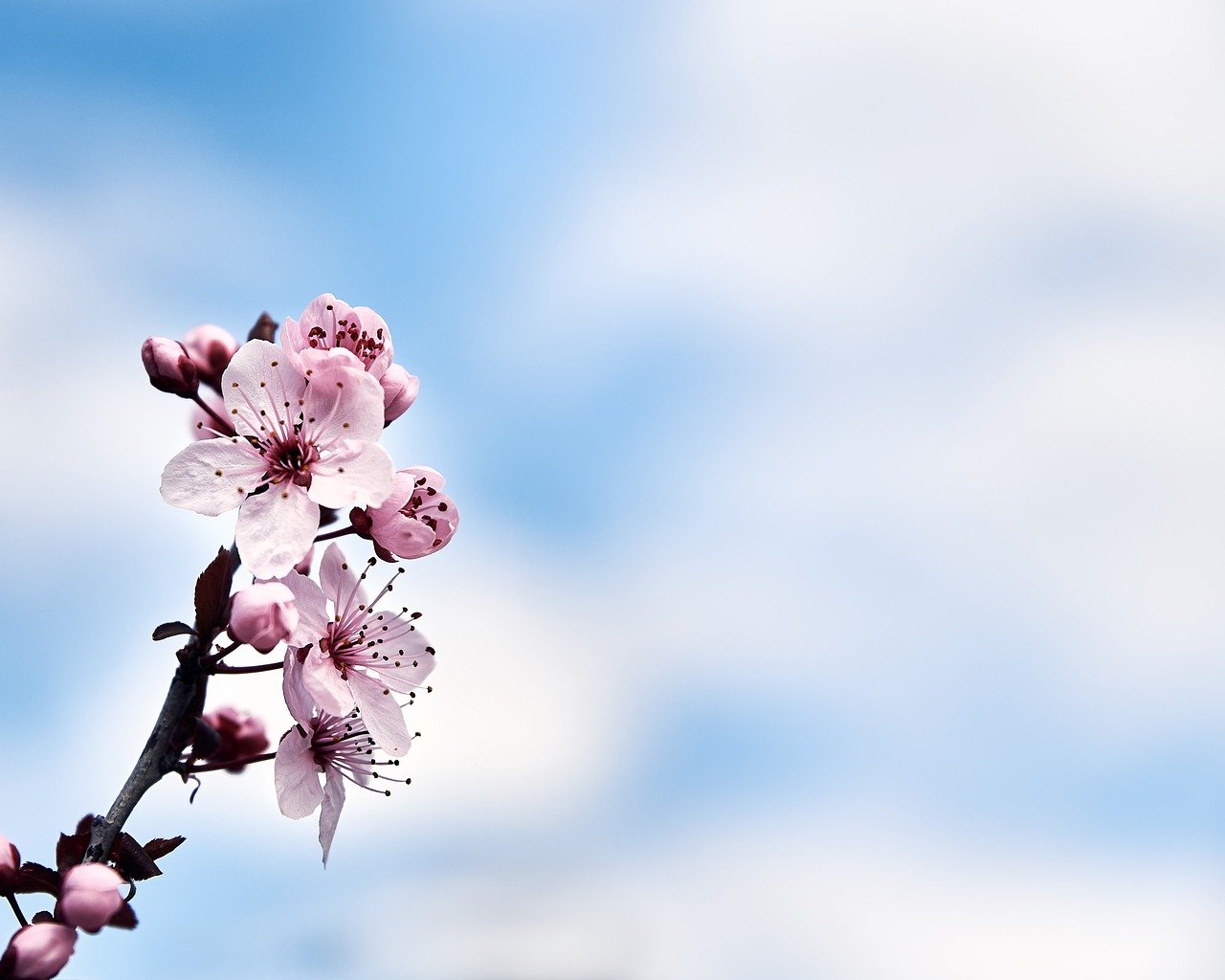 fine art, windows wallpaper, 4k wallpaper, decoration, wall art, interior design, background, poster, floral background, cool backgrounds, desktop backgrounds, mac wallpaper, beautiful wallpaper, high quality, 4k wallpaper 1920x1080, wallpaper, wallpaper hd, flower background, artistic, hd wallpaper, flower, plant, free wallpaper, botanical, garden, flora, wallpaper 4k, bloom, petal, macro, natural, laptop wallpaper, nature, flower wallpaper, free background, beautiful flowers, full hd wallpaper, floral