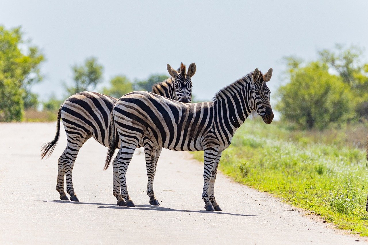 zebra, safari, striped, nature, animal, savannah, african, wildlife, day, grazing, park, grass, road, nature outdoors, daylight, table, wild, growing season, pair of animals, posture