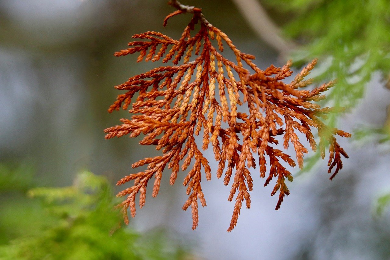 hemlock, brown, twig, dried, conifer, nature, detail, texture, autumn, weathered, flora, natural