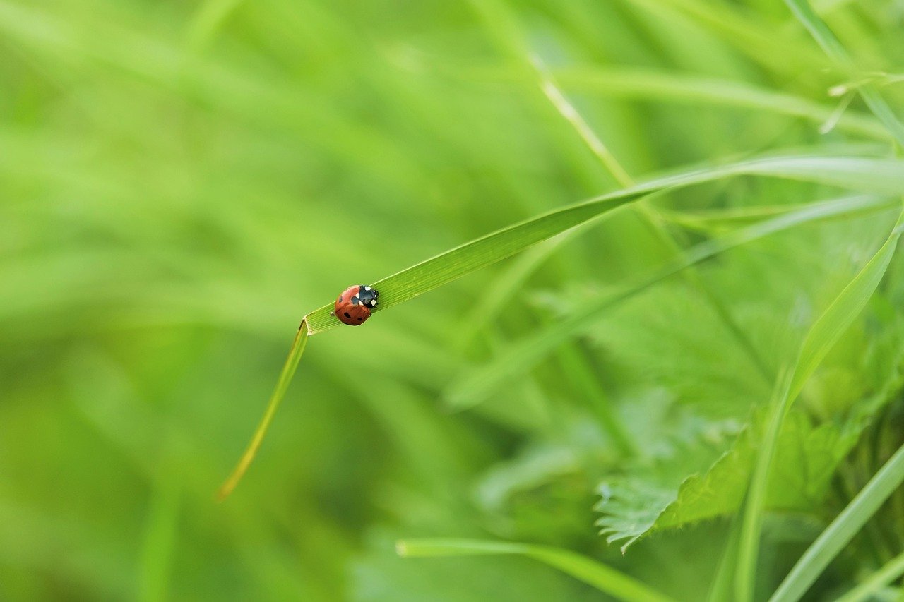 ladybug, insect, nature, close-up, grass, green, leaf, natural, detail, garden, concept, fresh, beautiful, environment, background, outdoor, light, outside