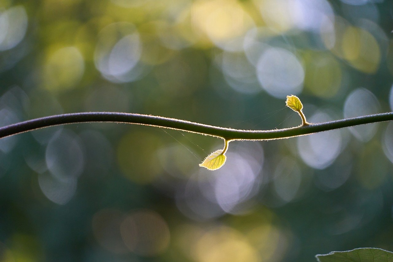 branch, leaves, kiwi plant, minimalist, light, nature, blur circles, bokeh