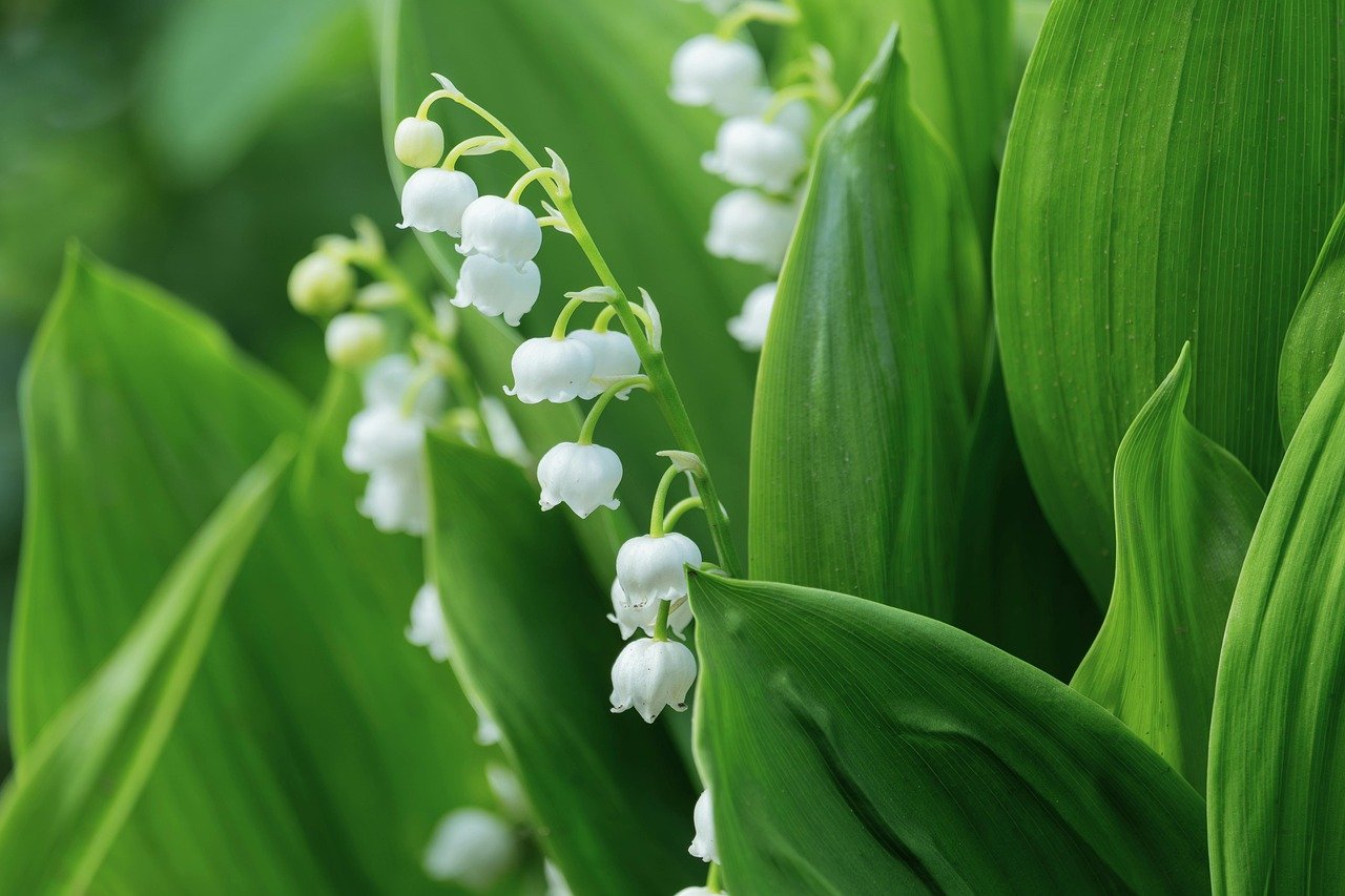 lily of the valley, nature, bloom, bells, white flowers, green leaves, flower, spring flowers, decoration, fragrance, foliage, growth, horticulture, natural, beauty, fresh, charm, floral, natural world, peaceful
