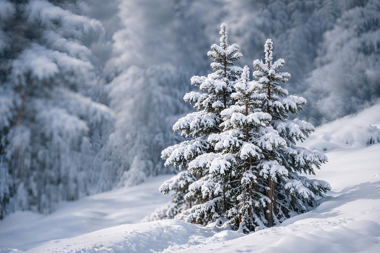 winter, snow, spruce, forest, mountain, cold, white, nature, landscape, frost, frozen, trees, evergreen, wilderness, alpine, scenery, peaceful, ice, branches, seasonal, ai generated