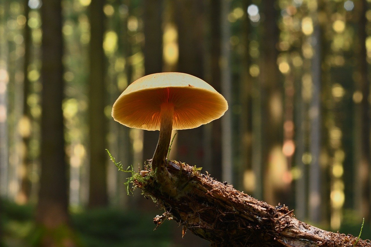 mushroom, forest, autumn, moss, tree, nature, trunk, forest floor, detail, fresh, color, bokeh effect, mushroom cap, forest edge, mycology, weathering, ecosystem, wilderness, mushroom foraging, biotope