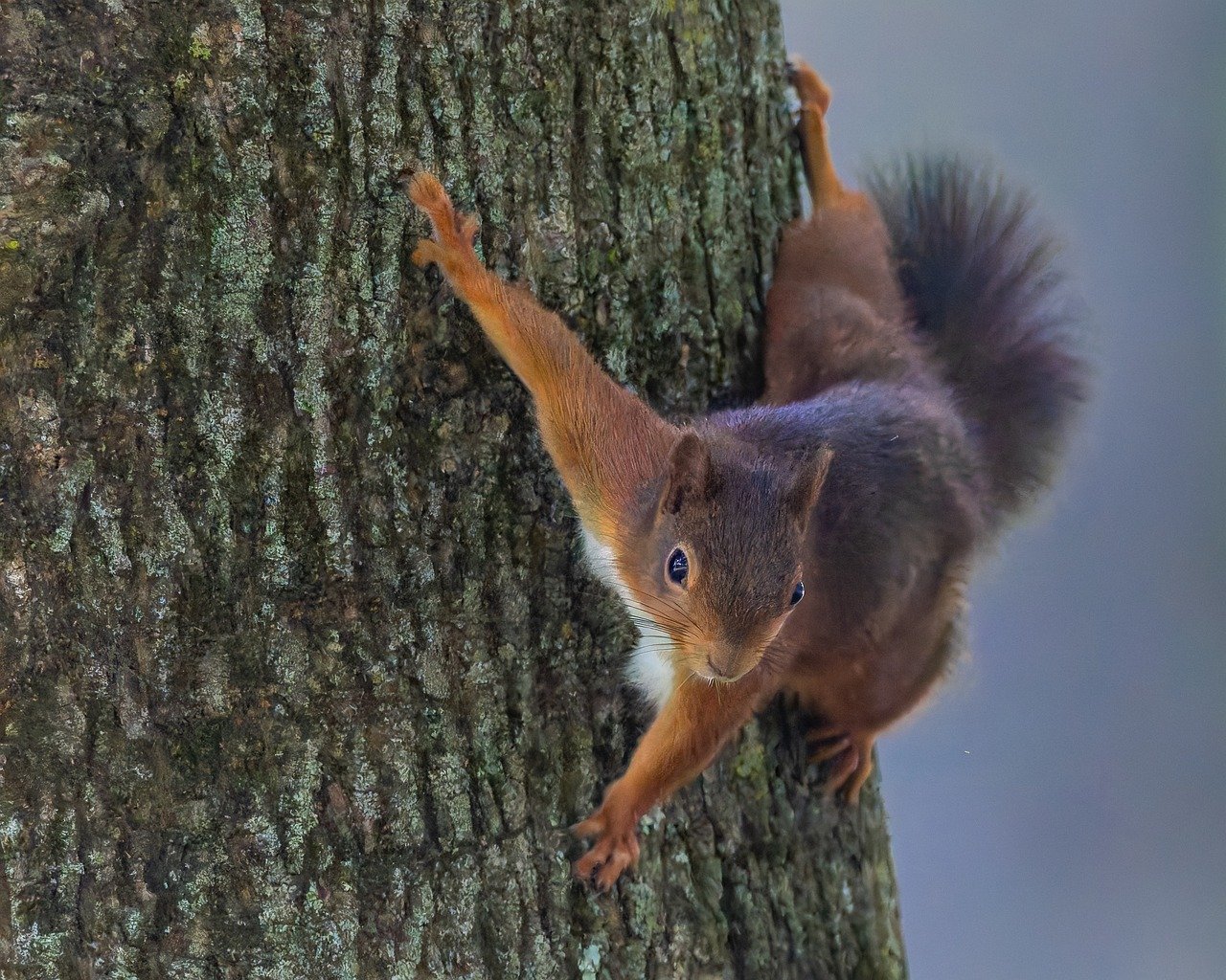 squirrel, rodent, branch, outdoors, old tree, tree, bushy tail, fur, full hd wallpapers, feeding place, hd backgrounds, croissant, small animal, nature, cute, animal watching, animals, wildlife, walnut, winter, fauna, species, mammal