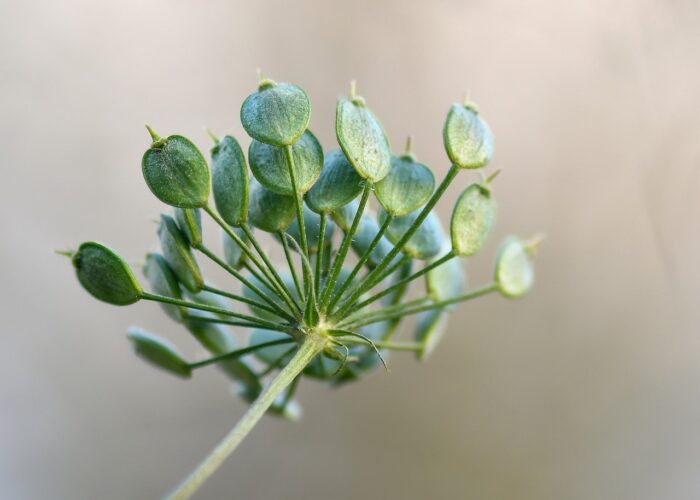 umbelliferous, seeds, disk, plant, green, underneath, macro, nature