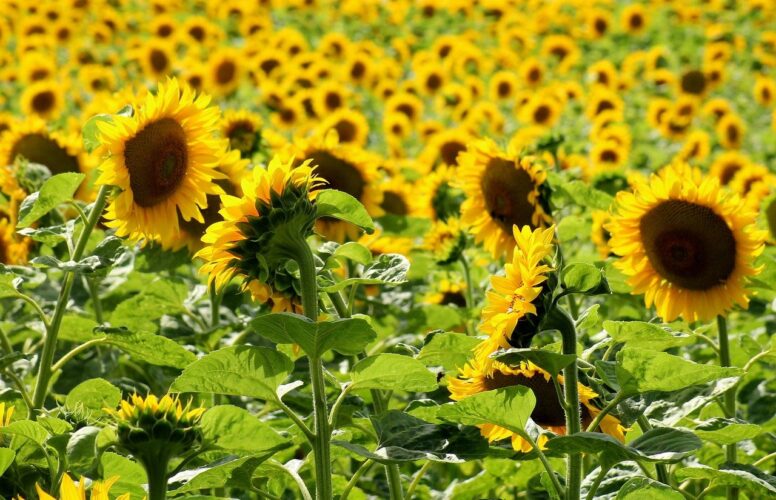 sunflowers, blooming, agriculture, field, countryside, summer, nature, yellow, meadow, dense, plants, landscape, cultivation, seasonal, sunny, vibrant colors, calm, photogenic, fresh air