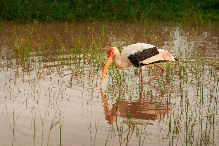 bird, nature, animal, wildlife, fauna, feather, bird watching, national park, waterfowl